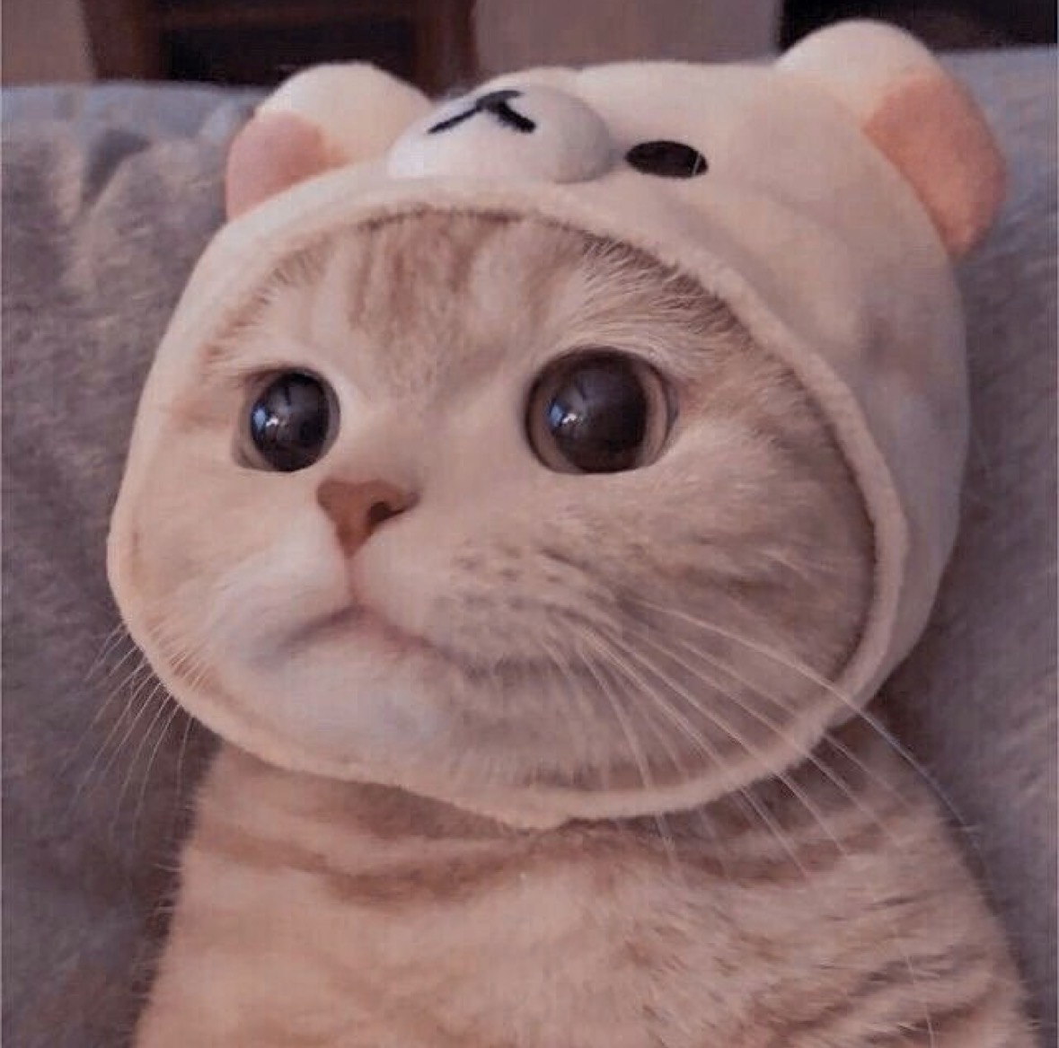 猫猫云VPN